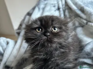 Scottish Fold cats 3 Scottish Fold kittens looking for new homes - Advert 1