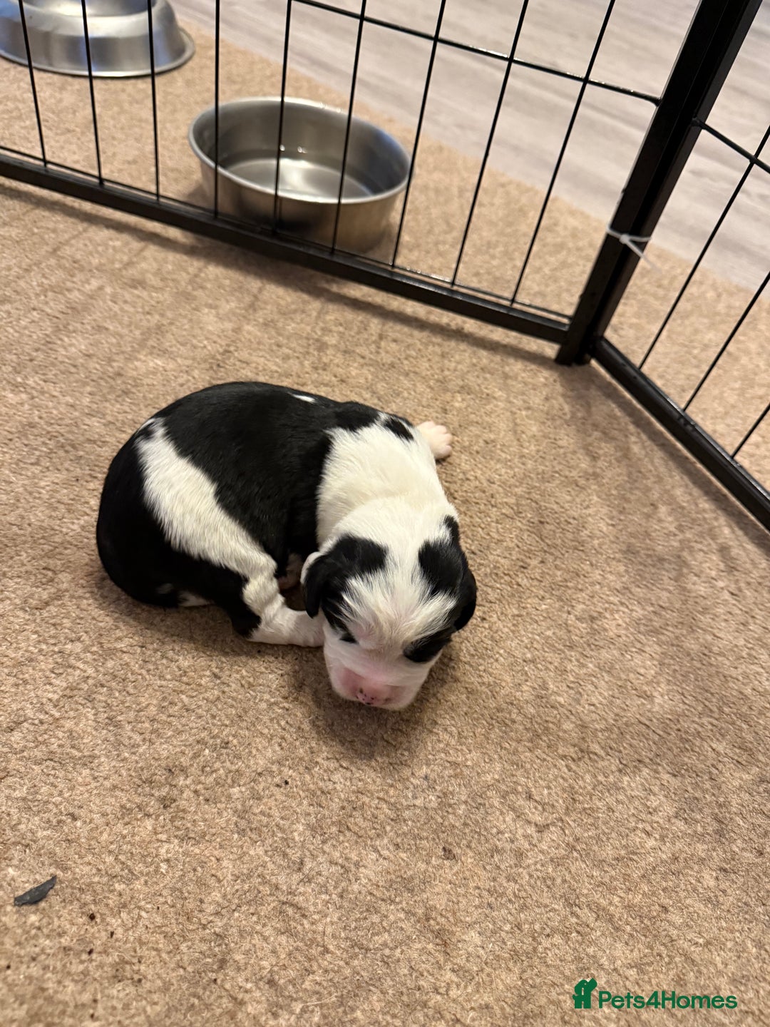 Cockerdor dogs for sale: Cocker spaniel/ Labrador puppies  - Advert 13