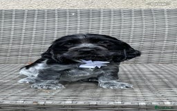 Cocker Spaniel dogs for sale: KC Registered Show Type Cocker Spaniel Pups - Image 3