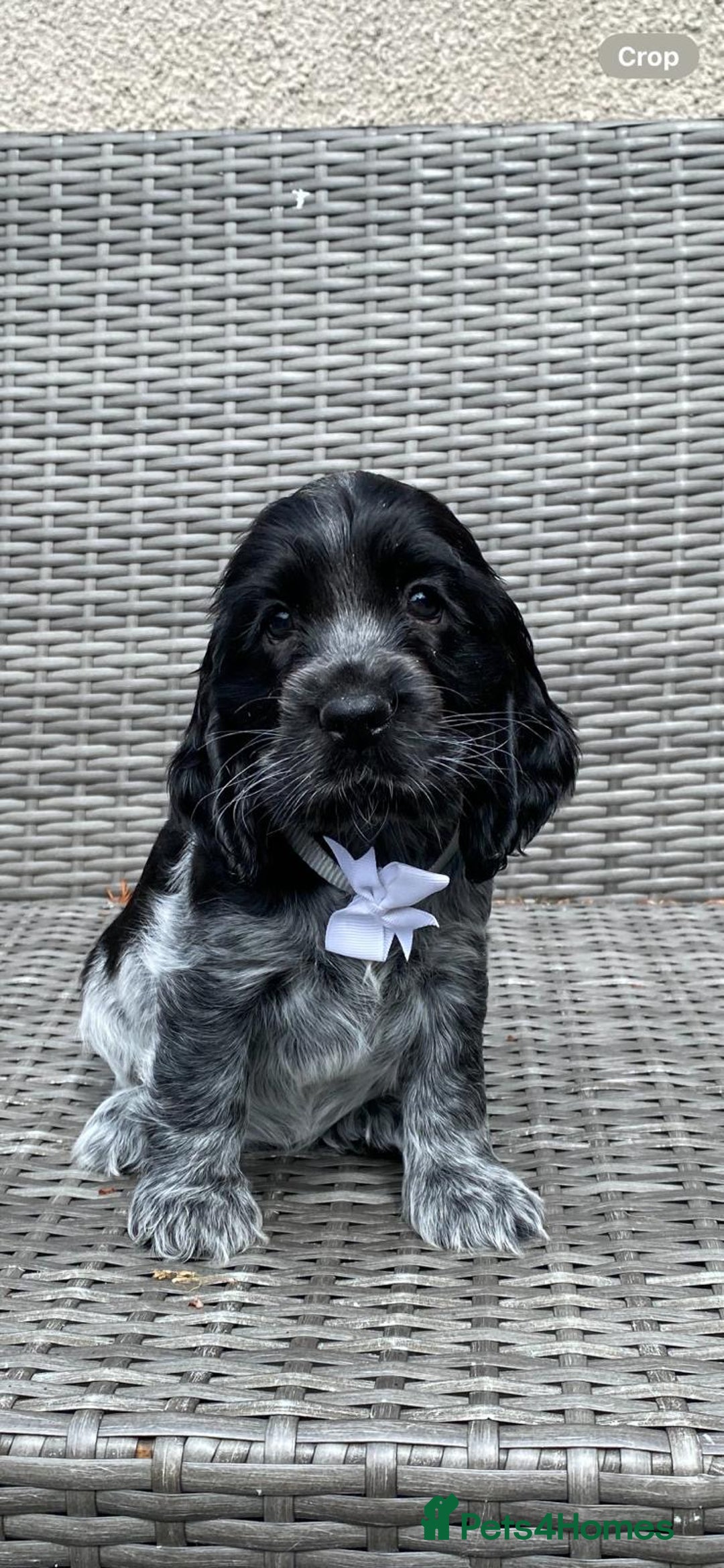 Cocker Spaniel dogs for sale: KC Registered Show Type Cocker Spaniel Pups - Image 3