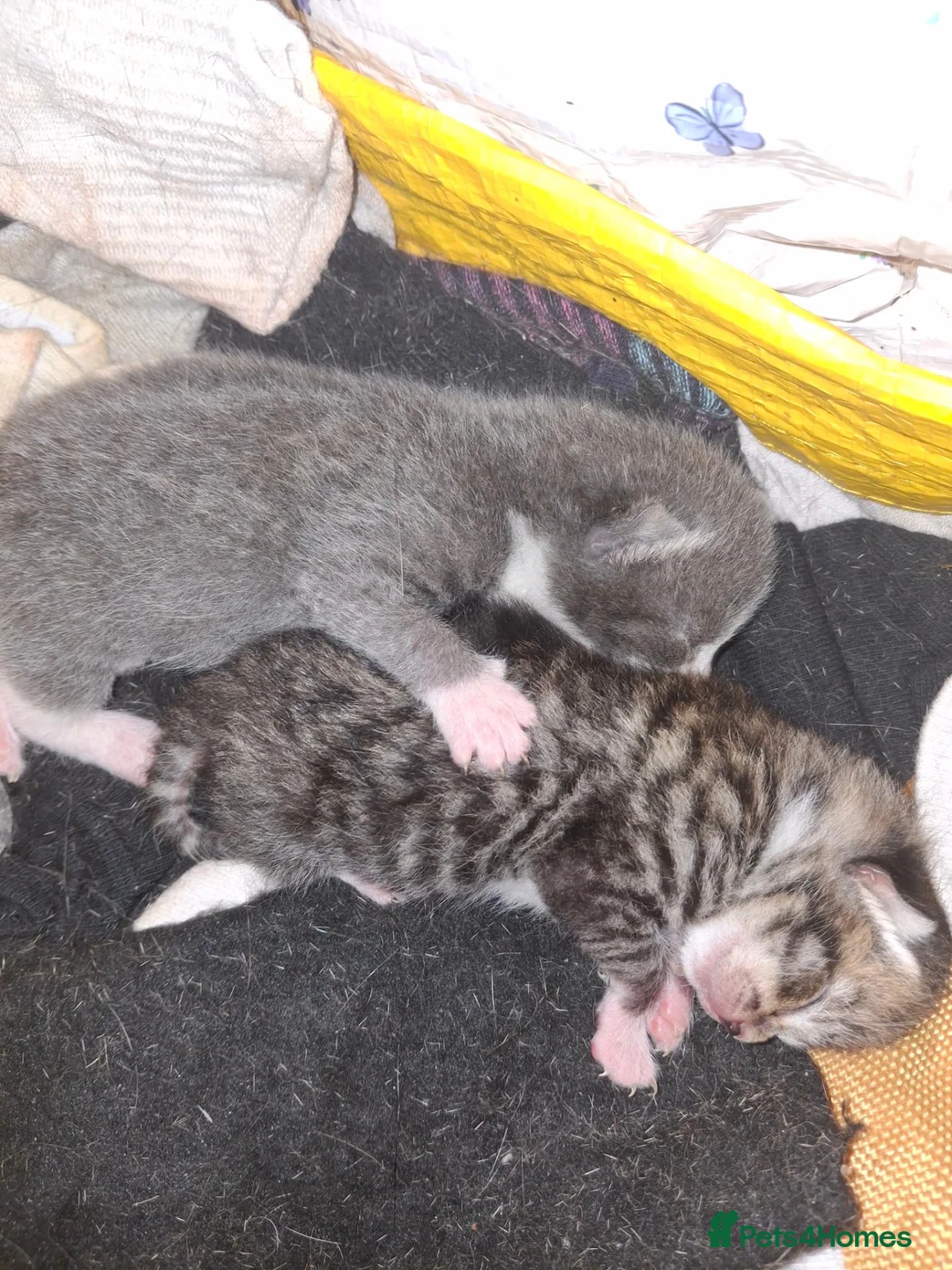 Mixed Breed cats for sale: Kittens - Advert 2