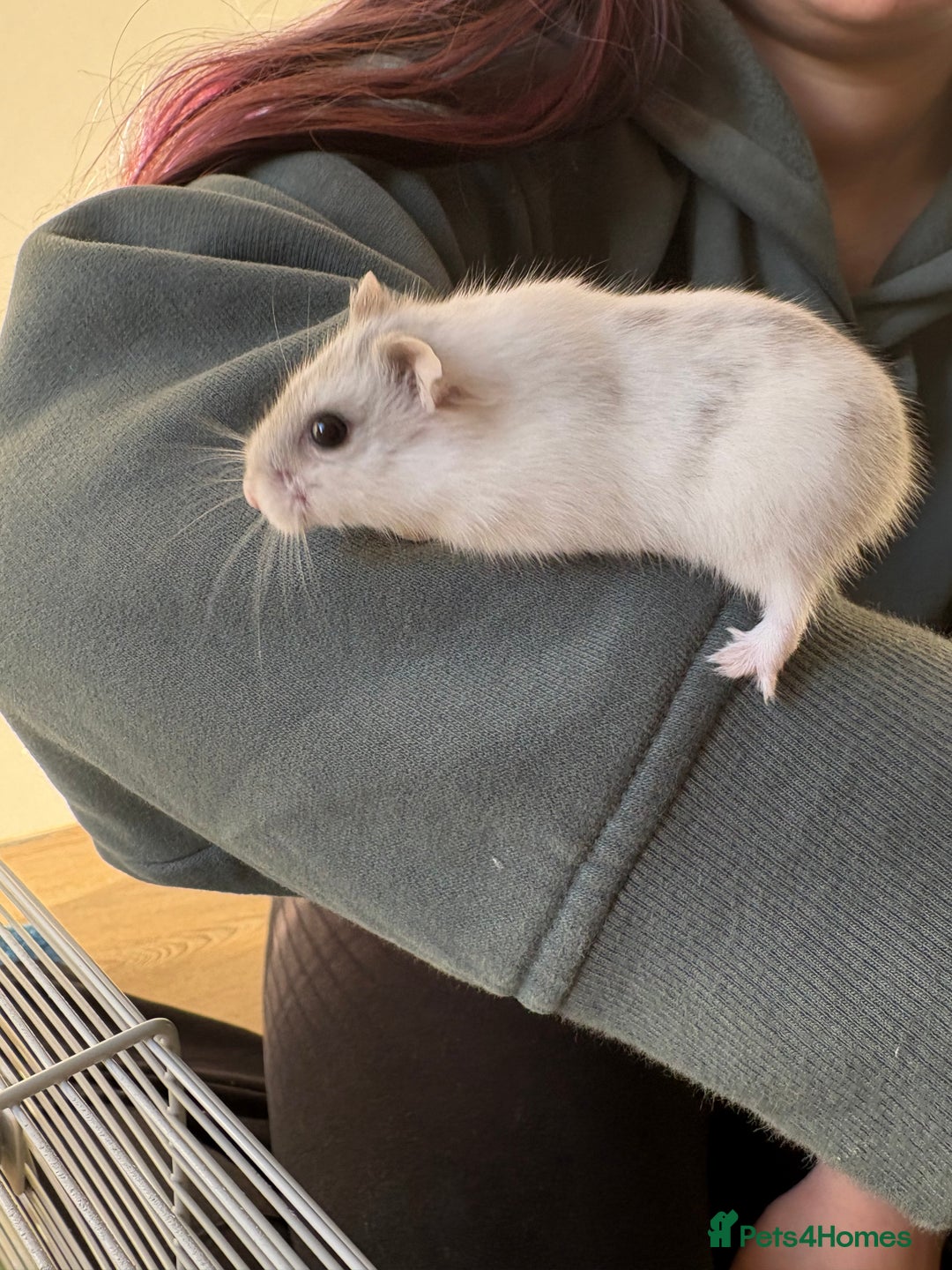 Hamster rodents for sale: Hamster Bean - Advert 15