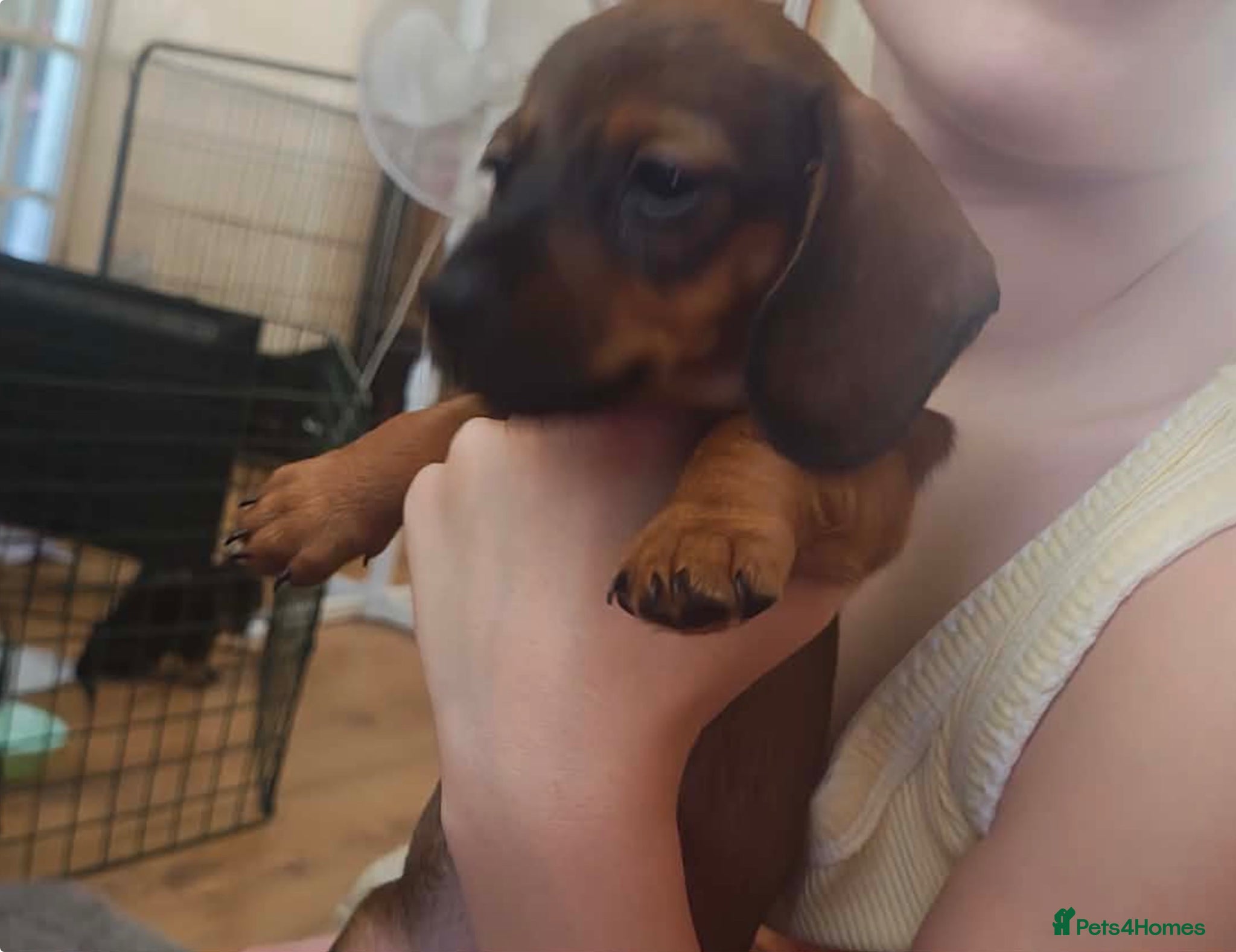 Miniature Dachshund dogs Miniature dachshund babies  - Advert 8