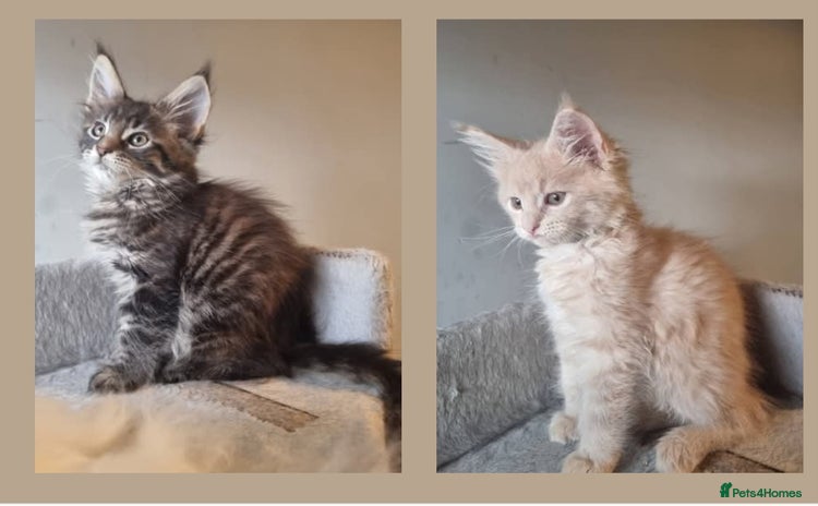 Maine Coon cats - Advert 12