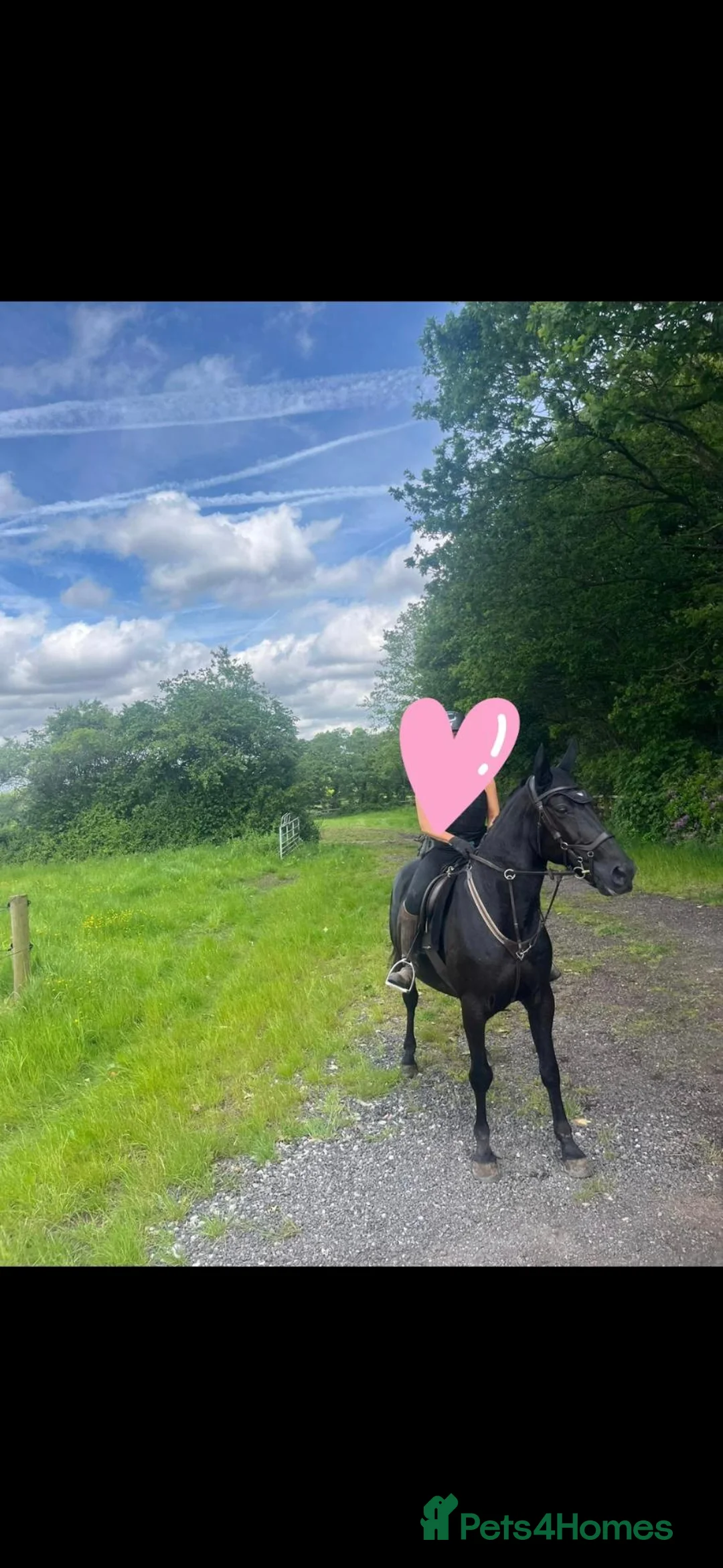 Irish Sports horses for sale: Sports horse in Middlewich - Advert 2