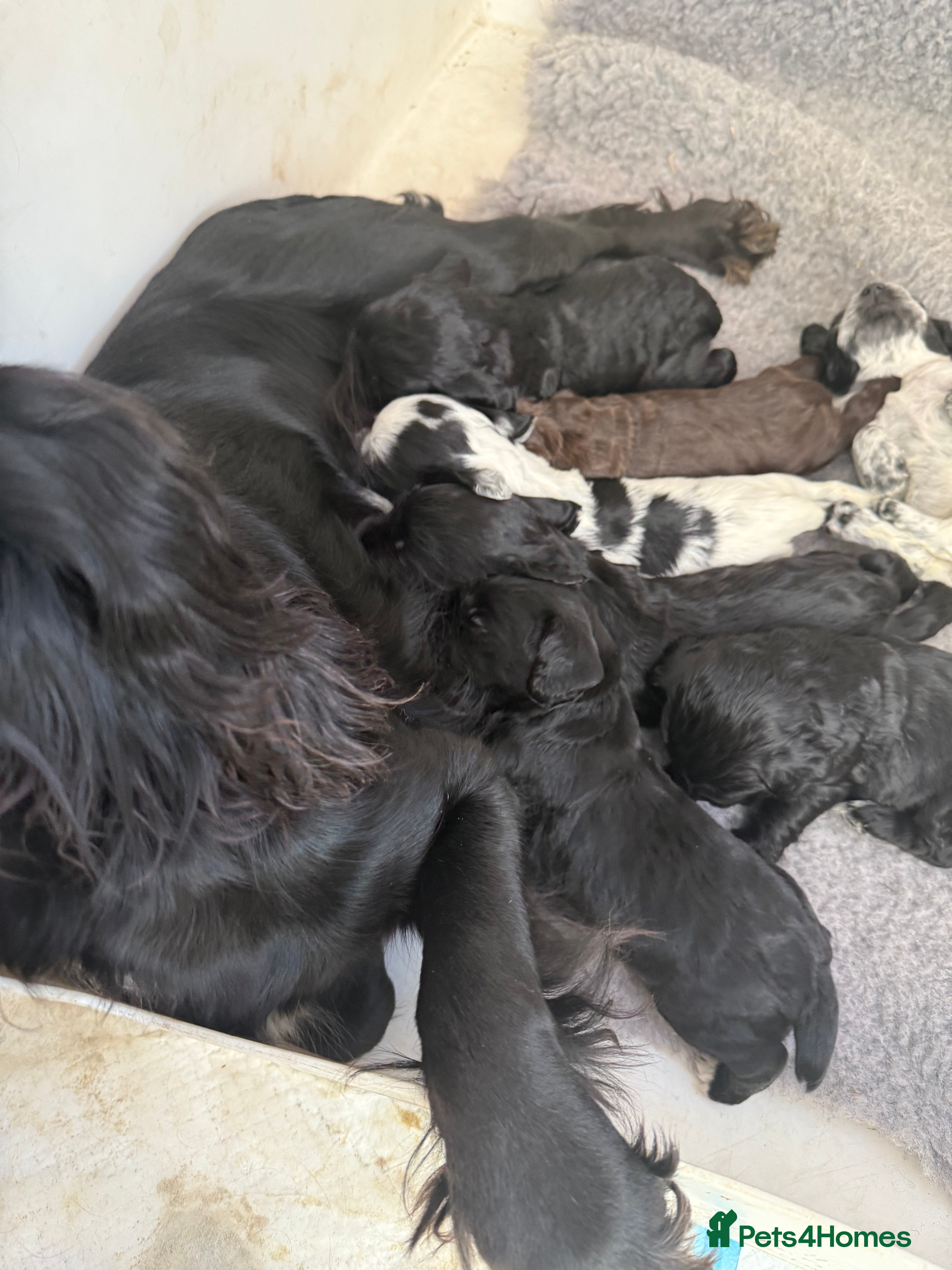 Cocker Spaniel dogs Beautiful cocker spaniel puppies - Advert 6