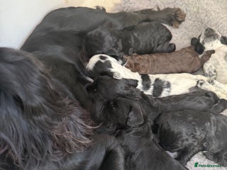 Cocker Spaniel dogs Beautiful cocker spaniel puppies - Advert 1