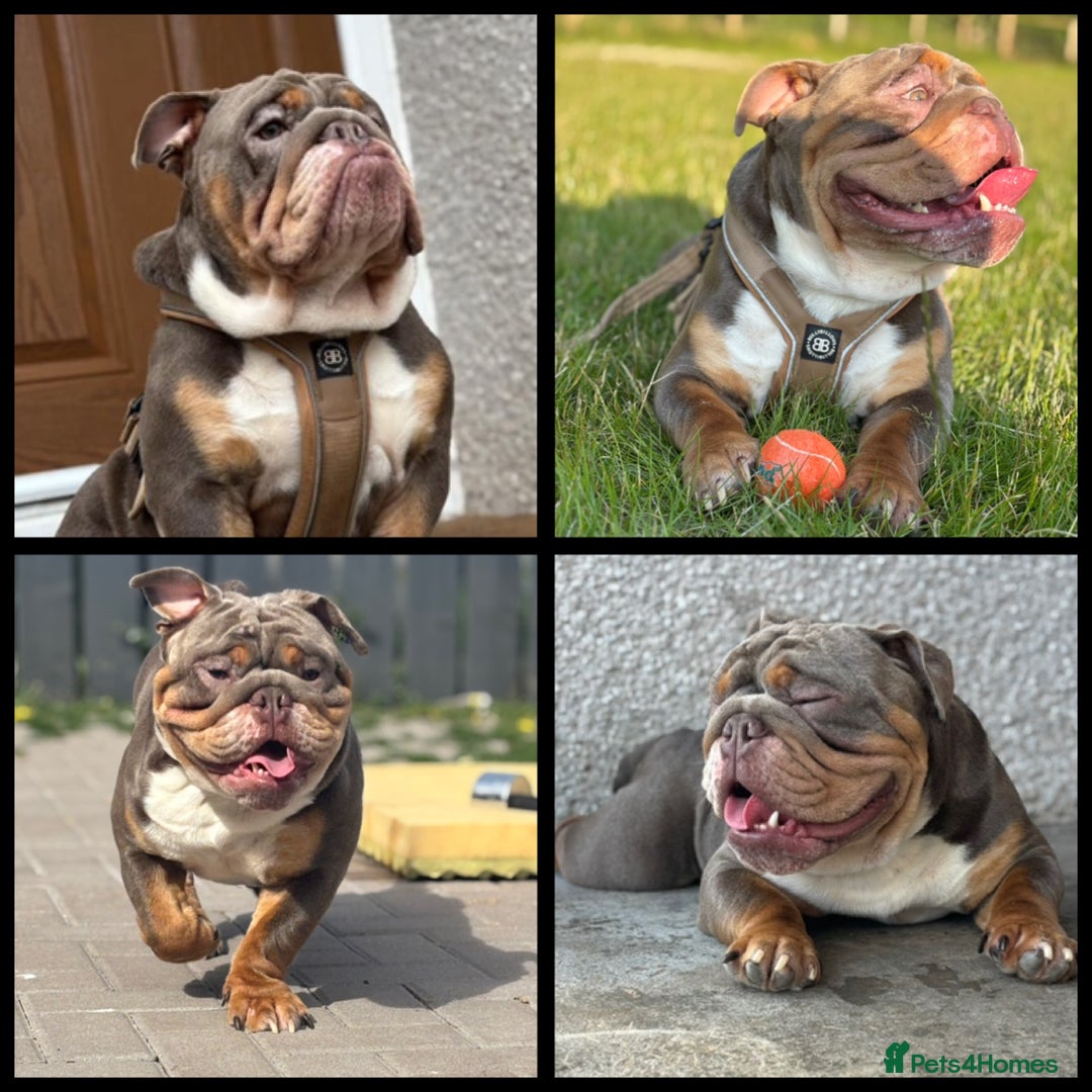 English Bulldog dogs for stud: Rio 🧡 is open for stud  - Image 1