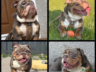English Bulldog dogs - Advert 1