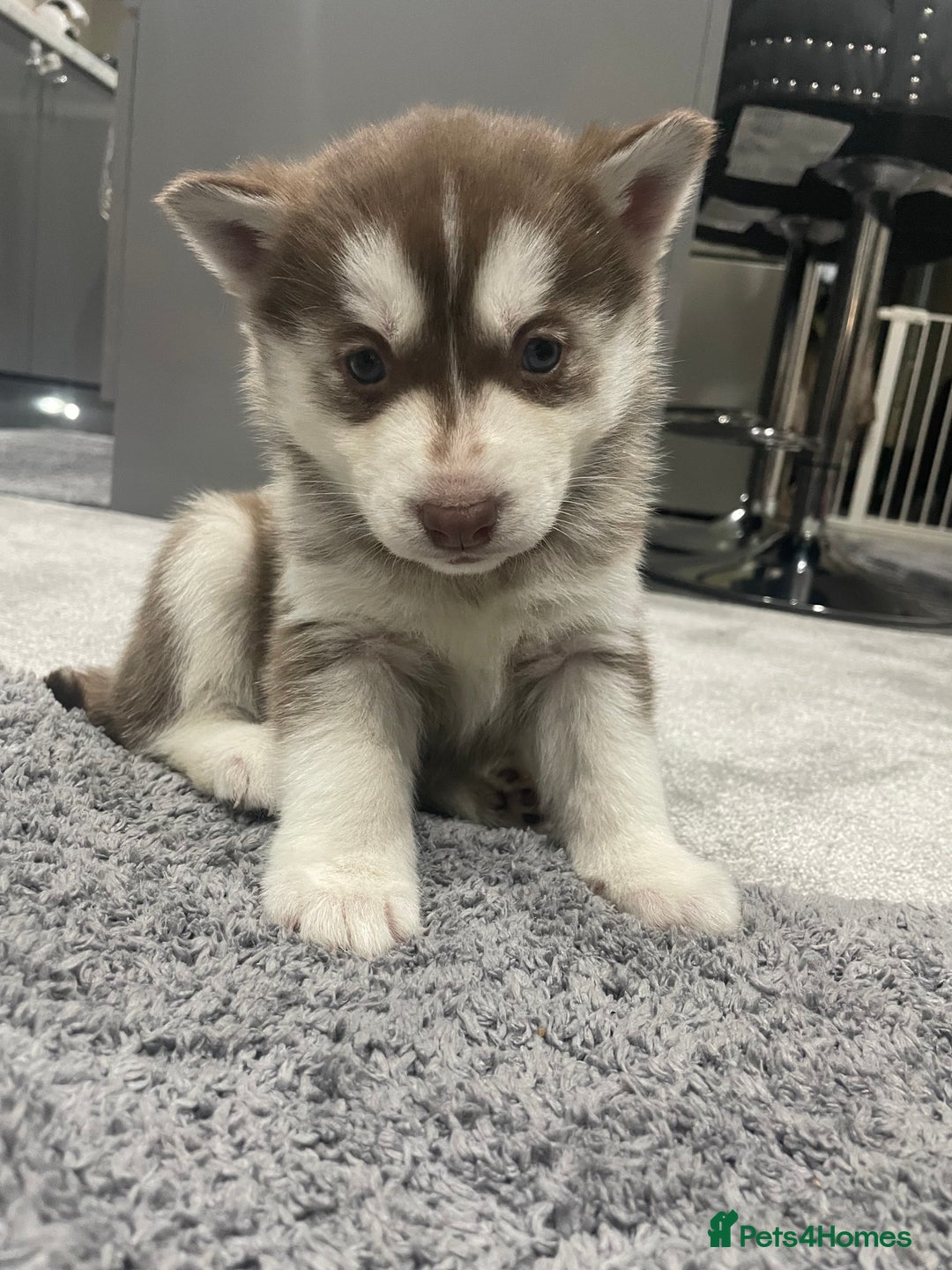 Siberian Husky dogs for sale: 6 beautiful Siberian huskies  - Advert 8