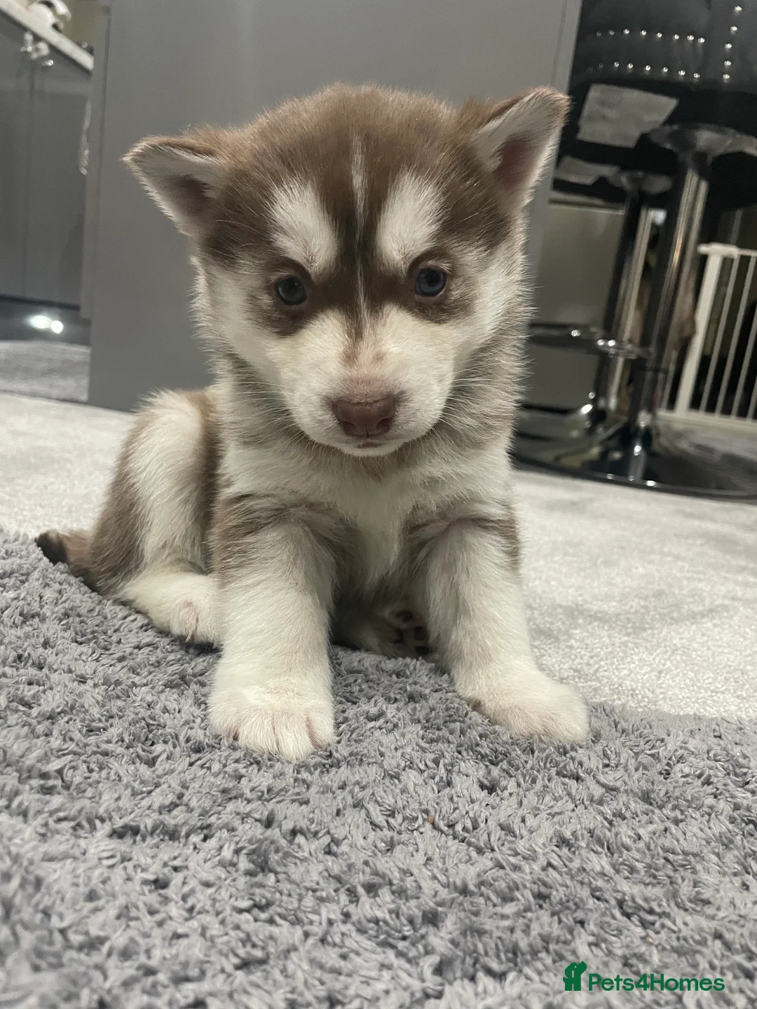 Siberian Husky dogs for sale: 5 beautiful Siberian huskies  - Advert 8