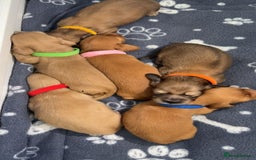 Miniature Dachshund dogs for sale: Beautiful Long Hair KC Reg miniature Dashunds  - Image 7