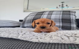 Miniature Dachshund dogs for sale: Smooth blonde miniature dachshund puppy  - Image 4