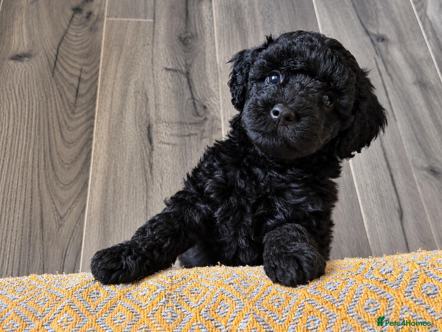 Cockapoo dogs Last Teddy face cockapoo available- Male black  - Advert 1