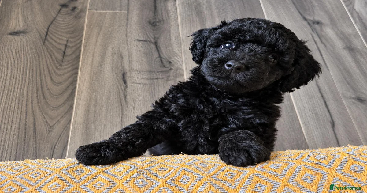 Red miniature Cockapoo Puppies for sale | Pets4Homes