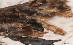 Yorkshire Terrier dogs for sale: 🧡 DNA tested parents 🧡 Dark Red Sable female - Image 5
