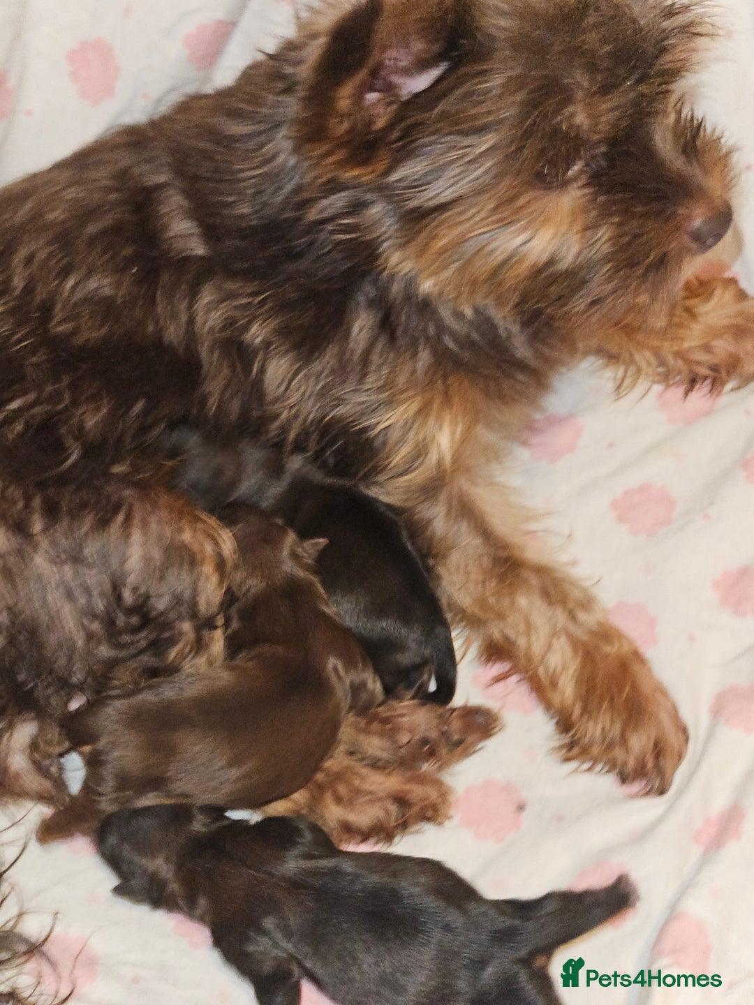 Yorkshire Terrier dogs for sale: 🧡 DNA tested parents 🧡 Dark Red Sable female - Image 5