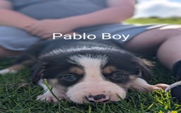 Border Collie dogs for sale: Border collie puppies - Image 5