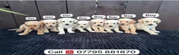Goldador dogs for sale: Goldador puppies 9 available  - Advert 36
