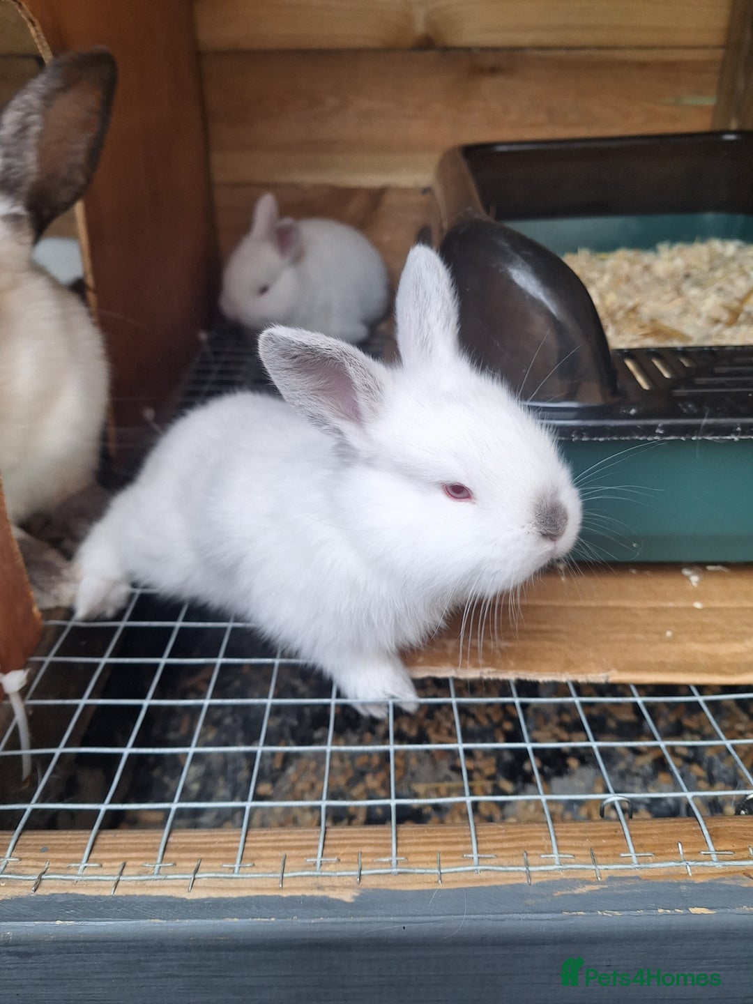 Mixed Breed rabbits for sale: New Zealand cross Californian rabbits Colony - Advert 15