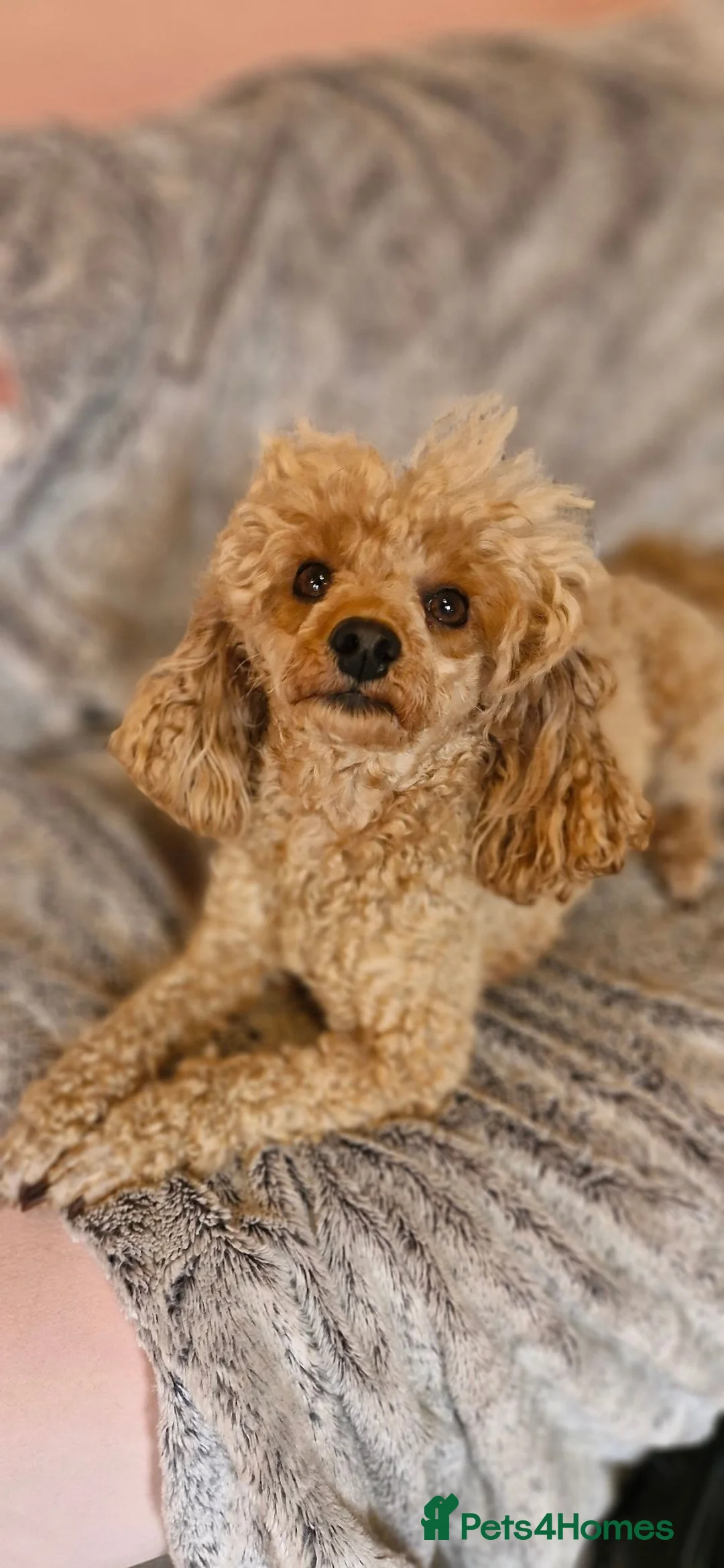 Toy Poodle dogs for sale: Spayed adult female toy poodle  - Advert 9