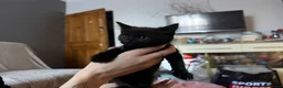 Mixed Breed cats for sale: Kittens  in Luton - Advert 7