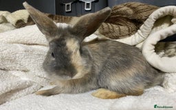 Mixed Breed rabbits for sale: Beautiful Bunnies Ready For New Homes - Advert 3