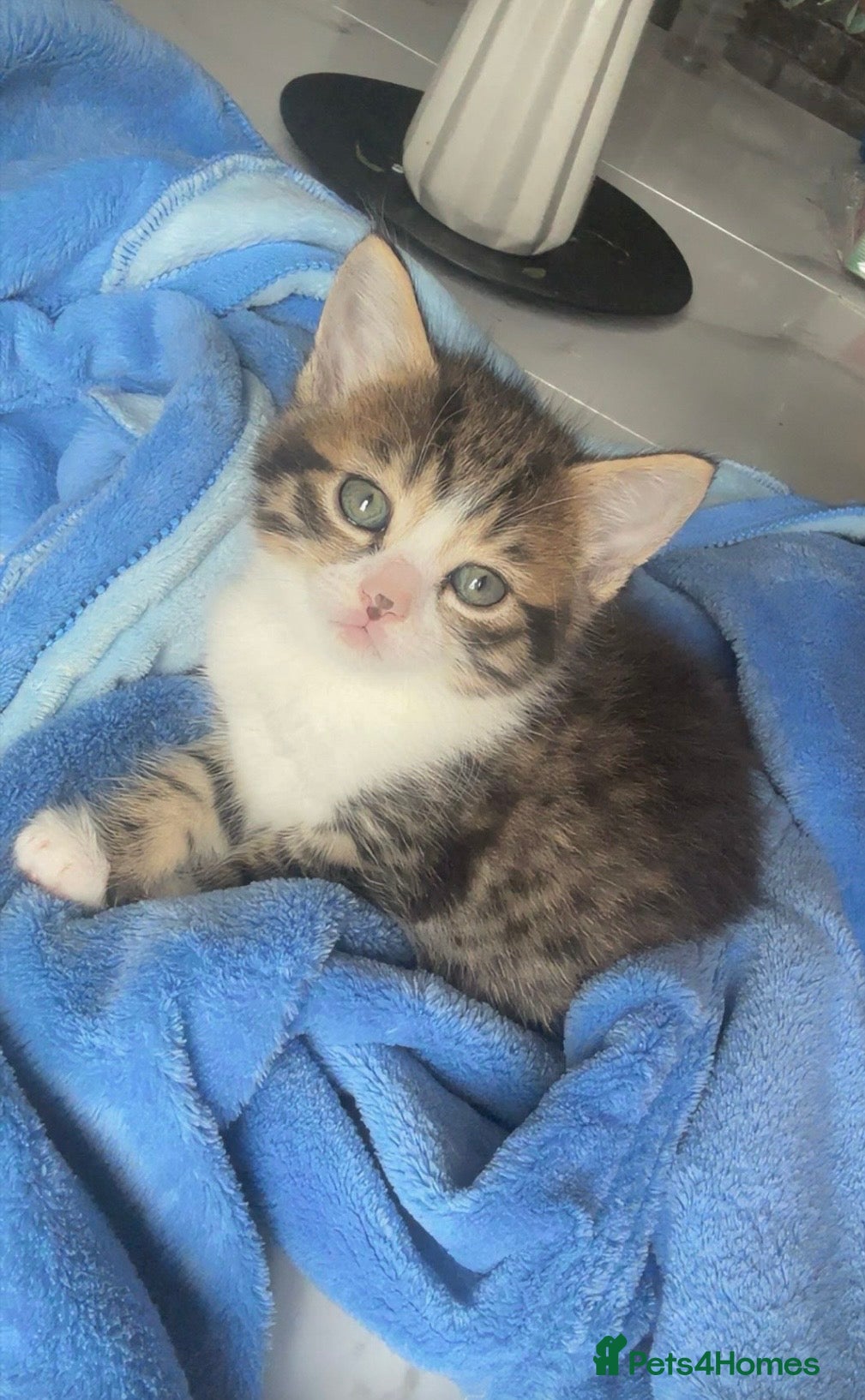 Mixed Breed cats 3 kittens for sale  - Advert 1