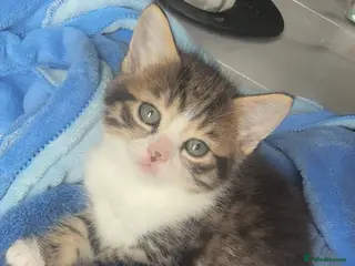 Mixed Breed cats 3 kittens for sale - Advert 1