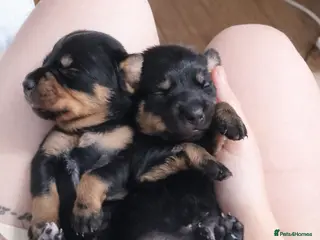 Mixed Breed dogs Dachshund pups - Advert 2
