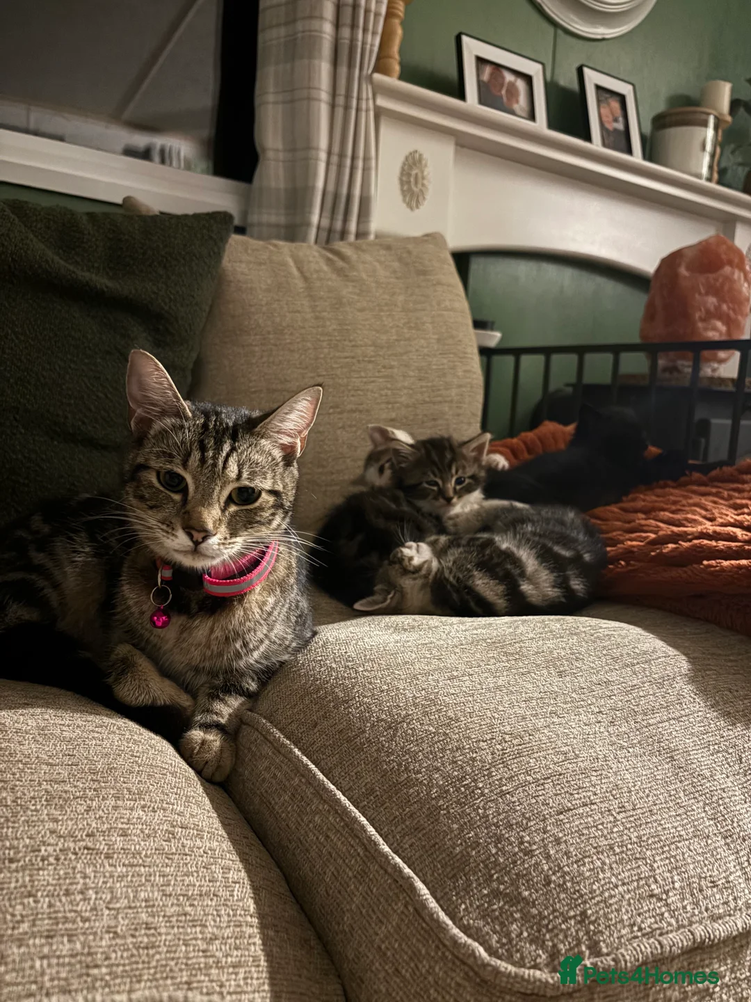 Domestic Shorthair cats for sale: Tabby kittens  in Chard - Advert 2