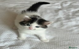 Ragdoll cats for sale: Ragdoll Mix Long-Haired Fluffy Kittens! - Image 9