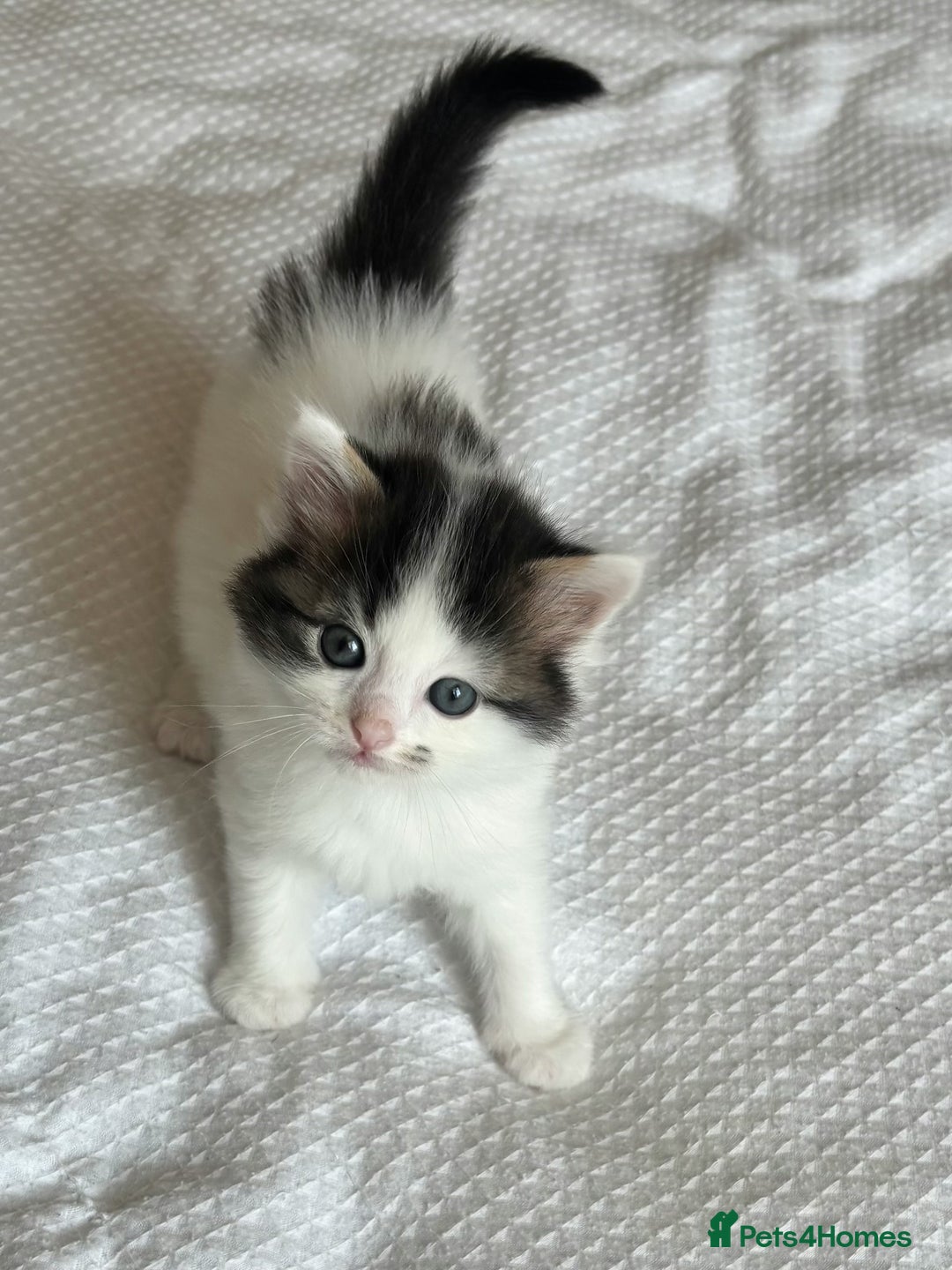Ragdoll cats for sale: Ragdoll Mix Long-Haired Fluffy Kittens! - Image 9
