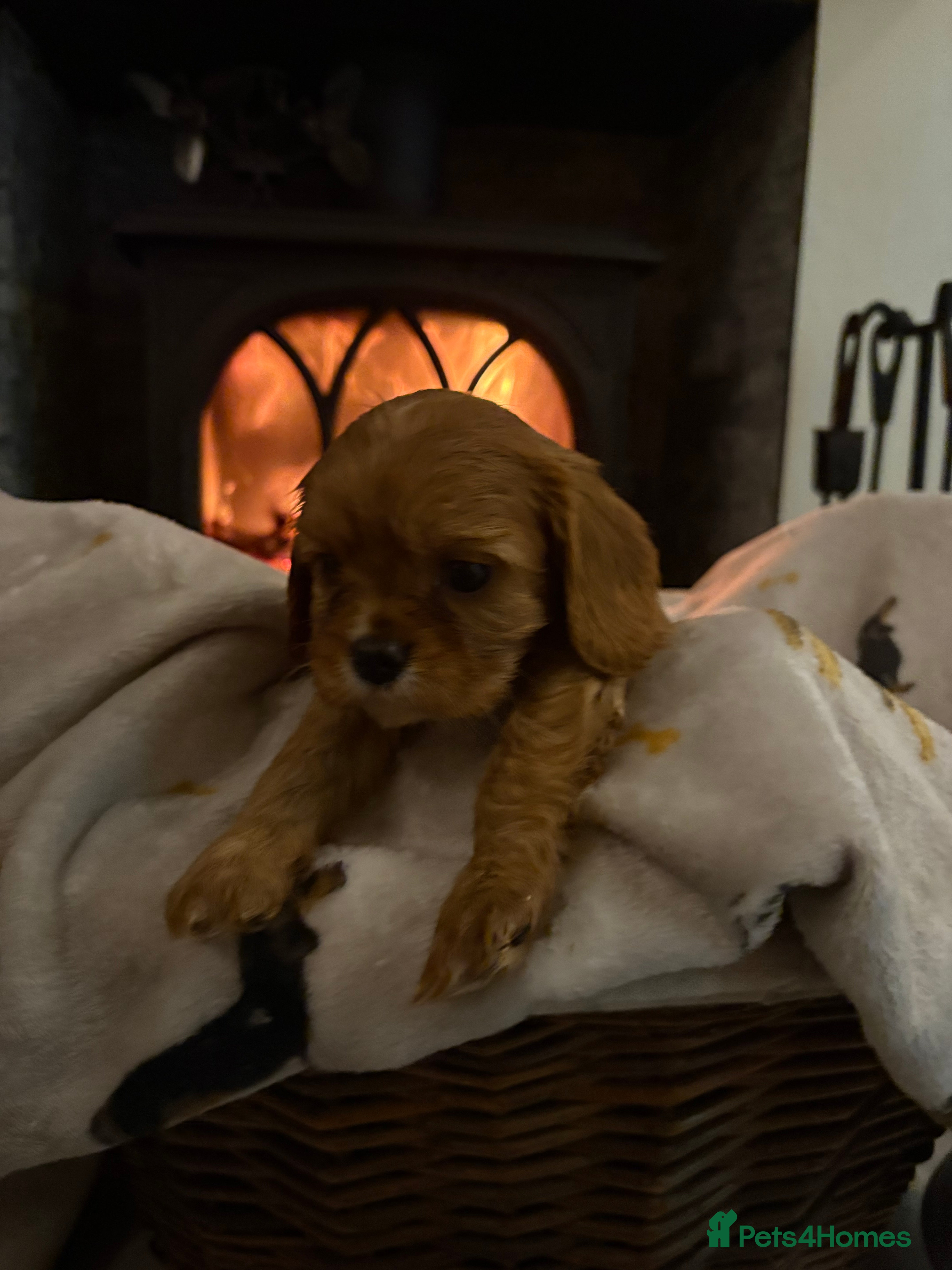 Cavalier King Charles Spaniel dogs Last boy available 💙King Charles puppies  - Advert 16