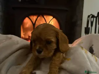 Cavalier King Charles Spaniel dogs Last boy available 💙King Charles puppies - Advert 16