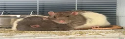 Rat rodents for sale: 2 male rats  - Advert 4