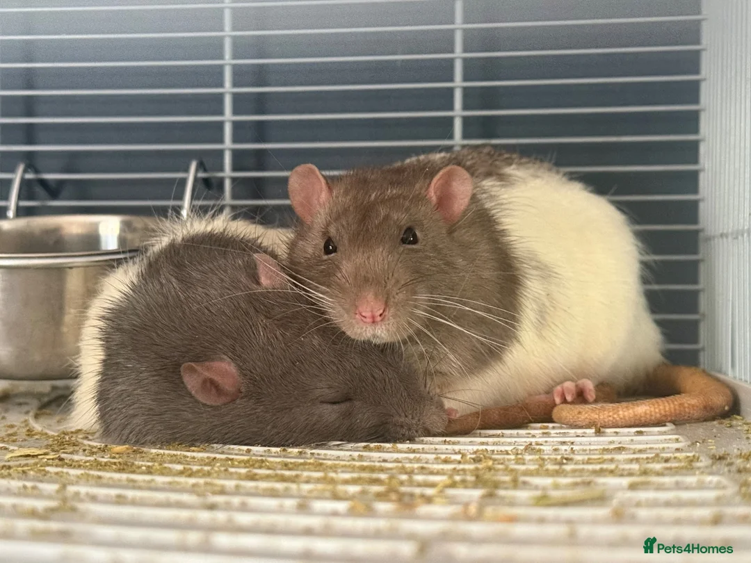 Rat rodents for sale: 2 male rats  - Advert 4