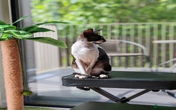 Cornish Rex cats for sale: Selling our beautiful Cornish Rex brothers - Image 5