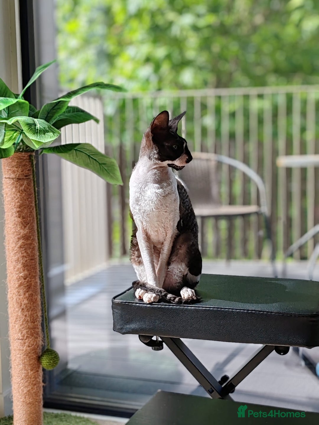 Cornish Rex cats for sale: Selling our beautiful Cornish Rex brothers - Image 5