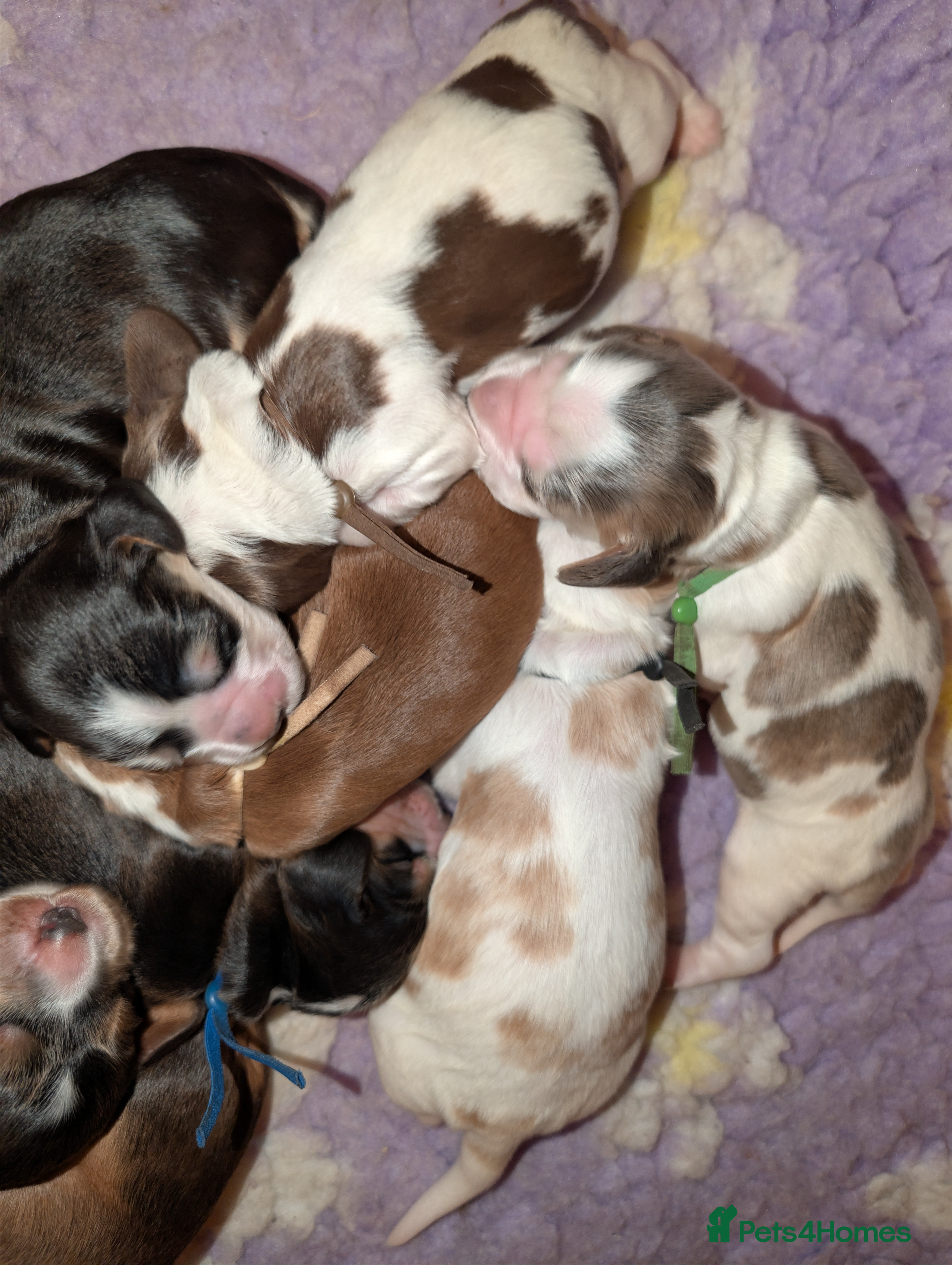 Cocker Spaniel dogs CHAMPION BLOODLINE SHOW COCKER BOY PUPPIES  - Advert 4