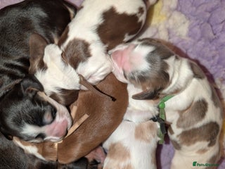 Cocker Spaniel dogs CHAMPION BLOODLINE SHOW COCKER BOY PUPPIES - Advert 4