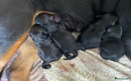 Mixed Breed dogs for sale: The Perfect Family Mid-Sized Pet - Sprocker X Rott - Image 9
