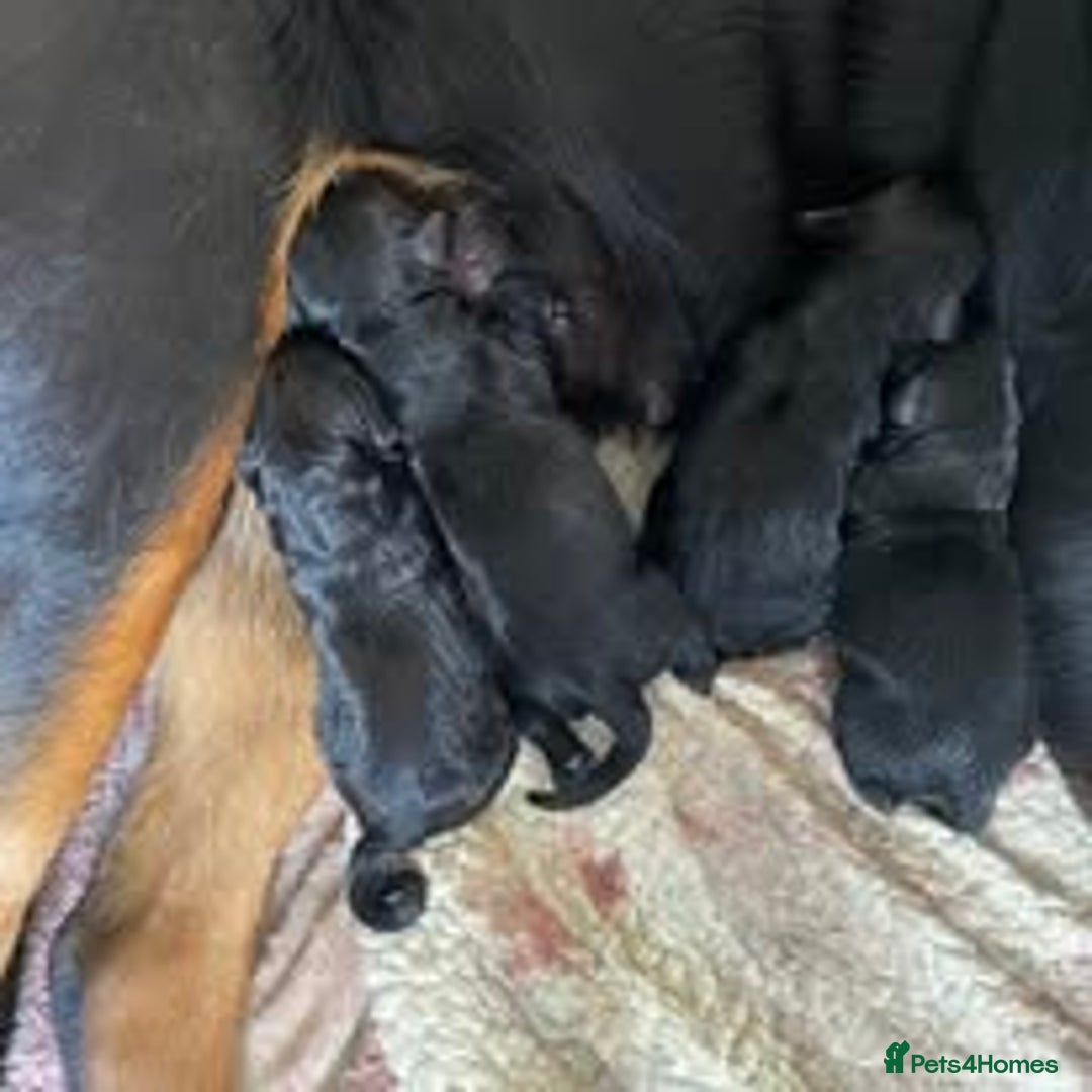 Mixed Breed dogs for sale: The Perfect Family Mid-Sized Pet - Sprocker X Rott - Image 9