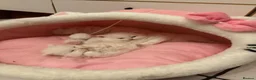 Persian cats for sale: Persian kittens for sale - Advert 18