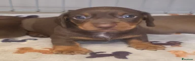 Miniature Dachshund 1