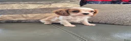 Cavalier King Charles Spaniel dogs for sale: KC Health Clear Cavalier King Charles Boys - Advert 8