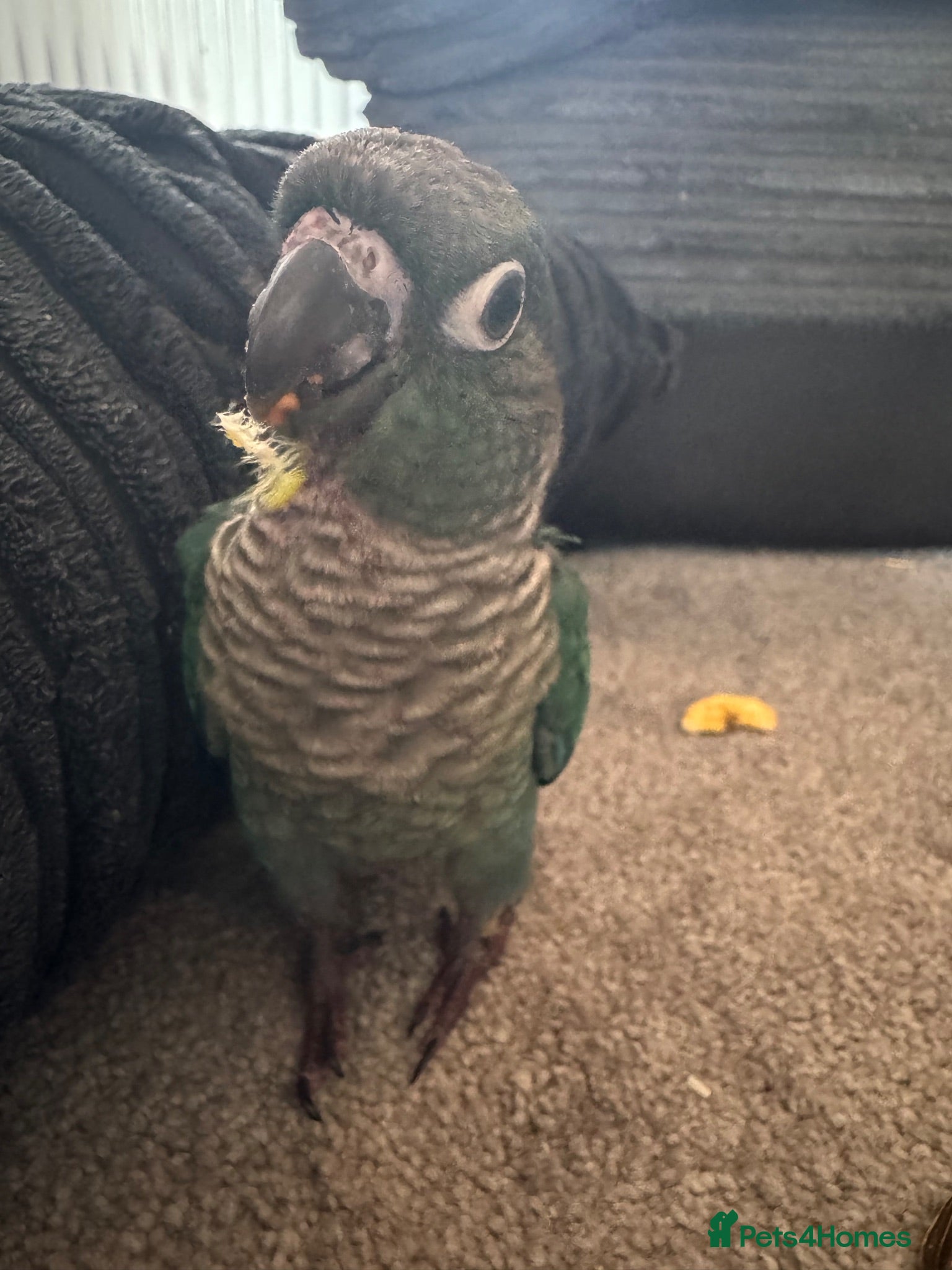 Conures birds Conures - Advert 22