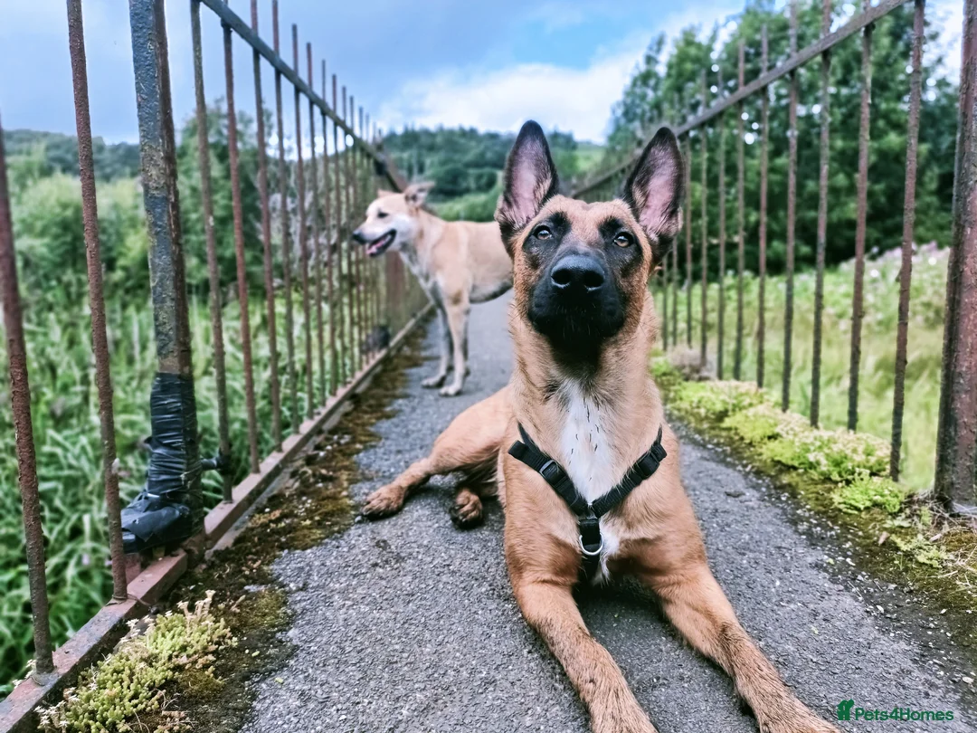 Gallery Image {{count}}