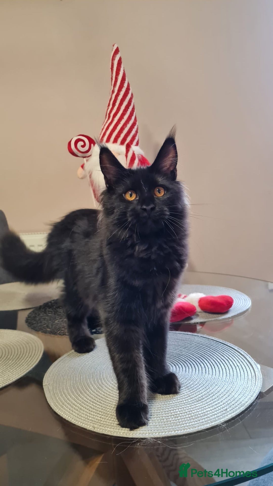 Maine Coon cats for sale: ✨2 GCCF Females Ready to go!✨ - Advert 17