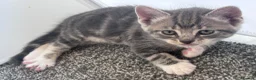 Mixed Breed cats for sale: Gorgeous kittens for sale - Advert 6